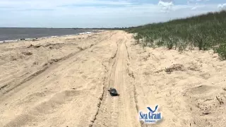 15 Second Science - Why did the terrapin cross the beach?