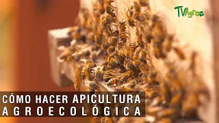 Cómo hacer apicultura agroecológica - TvAgro por Juan Gonzalo Angel Restrepo