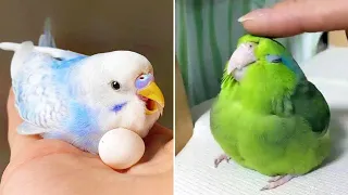 Baby Animals 🔴 Funny Parrots and Cute Birds Compilation (2022) Loros Adorables Recopilación #35