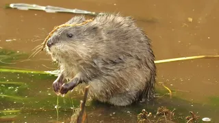 Muskrats Preparing for Winter