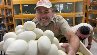 Pulling HUGE Clutch of Reticulated Python Eggs at Prehistoric Pets