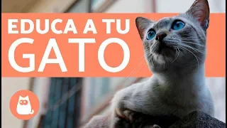 Consejos para educar un gato