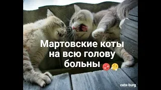 Мартовский кот. Коты и кошки гуляют. День кошек - веселуха