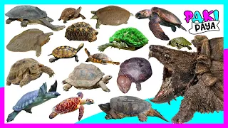 ¡TIPOS DE TORTUGAS! 🐢🐢 TORTOISE OF THE WORLD
