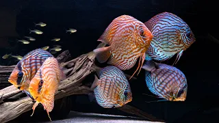 *NO PLANTS* DISCUS AQUASCAPE - UNREAL TRANSFORMATION AFTER 1 YEAR