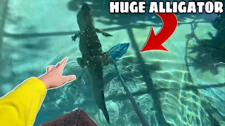 Massive Alligator Found in my Abandoned Pool!!!