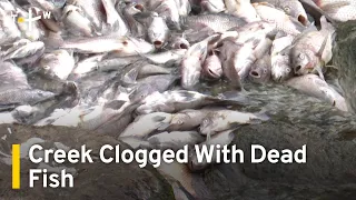 Thousands of Dead Fish Clog Creek in Northern Taiwan | TaiwanPlus News