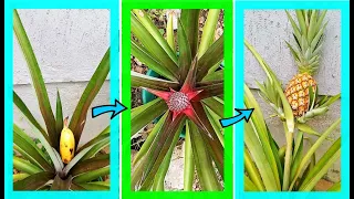 How to make any PINEAPPLE plant FLOWER without chemicals | New method