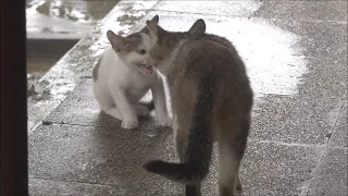 Orphan Kitten Hissing at the mother Cat