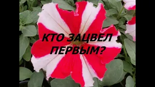 Какой сорт петунии зацвел первым?