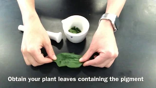 2.9 Separation of Photosynthetic Pigments by Chromatography (Practical 4)