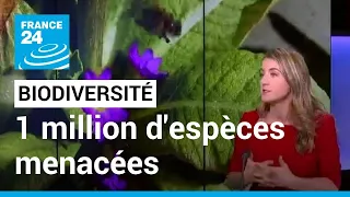 COP15 sur la biodiversité : un million d'espèces végétales et animales menacées • FRANCE 24