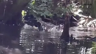 Large gator captured on video eating another alligator in Silver Springs