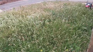 Mowing overgrown lawn makeover time lapse in front yard