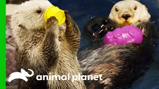 Southern Sea Otters Swim Together For The First Time | The Aquarium