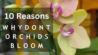 Why dont orchids bloom - 10 reasons #orchidcare #growingorchids