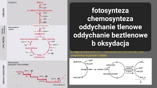 CAŁY METABOLIZM -fotosynteza,chemosynteza,oddychanie tlenowe I beztlenowe,B-oksydacja