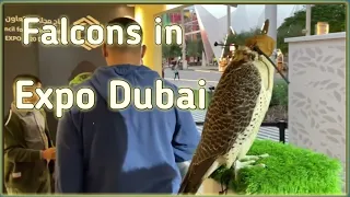 Gulf Cooperation council GCC pavilion|Expo Dubai#shorts#expo2020dubai#wildlife#GCC