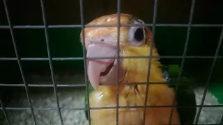 金頭凱克鸚鵡