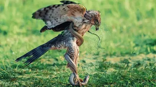 Eagle vs. snake: Who will come out on top in this epic battle?