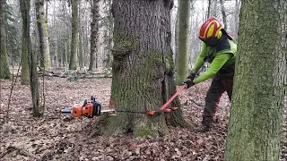 Work in the forest with STIHL MS 500i - 25/21