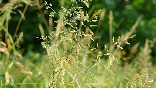 Listen to the live sounds of nature. The rustle of grass, the sound of the wind, the cricket.