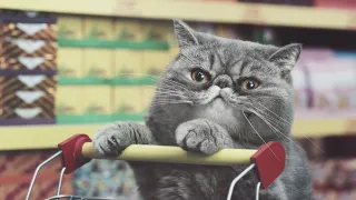 4 publicités amusantes qui mettent les chats à l'honneur