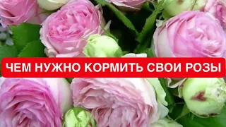 РОЗЫ 🌹 ЧЕМ НУЖНО КОРМИТЬ СВОИ РОЗЫ, УДОБРЕНИЕ МАСТЕР, 13:40:13; 20:20:20; 3:11:38+4.