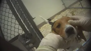 Humane Society wants beagle puppies released, not euthanized