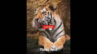 Attitude king lion WhatsApp status ! lion Vs tiger real fight