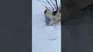 Заяц и гончая, ушел из под носа Добыча.