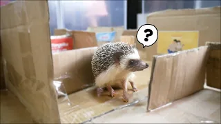 Hedgehog trapped in a maze! Will he be able to escape?