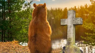 Медведь плакал на могиле ветерана, чтобы почтить память. Он никогда не забудет лучшего друга..