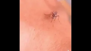 Mosquito cartoon sound effects funny