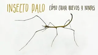 INSECTO PALO - Incubadora para huevos y primer nacimiento - Fásmidos-Ramulus Nematodes