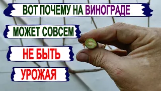 🍇 Из-за ЭТОГО на винограде может НЕ БЫТ СОВСЕМ УРОЖАЯ. ЭТО МОЖНО ИСПРАВИТЬ уже сейчас.