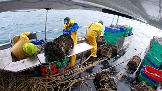 Deadliest Catch . Brown Crab . Ireland
