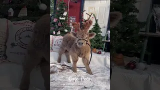 Reindeer of Santa Claus in Lapland Finland