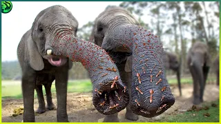 Why Elephants are Terrified of Ants