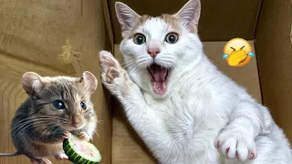 I would die laughing for these FUNNIEST Cats 😻Funniest Cat Reaction🤣🦮