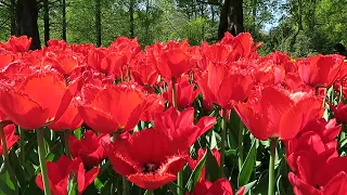 Colorful Tulips in Keukenhof garden