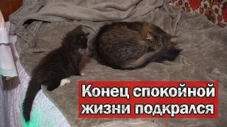 Котенок оказался не из робких !!! Наступление Котенка. Коту Легенде негде прятаться. Кошки приколы.