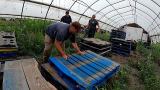 PREPPING GREENHOUSES AND HARVESTING VEGETABLES