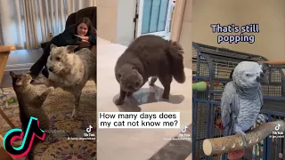 Funny Animals Tiktok Compilation #42