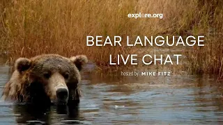 Bear Language | Brooks Live Chat