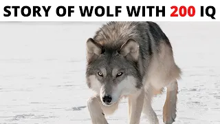 This Wolf Was THE SMARTEST of ALL, You Won't Believe What He Did!