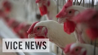 The Journey to Lab-Grown Chicken: VICE News Capsule, March 13