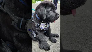 Meet Blue: The internet loves this tiny puppy with a big job #Shorts