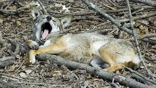 Critically Cute Red Wolf Acts Like a Total Goofball