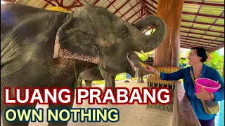 Elephant Sanctuary.  Luang Prabang Laos Travel. Digital nomad minimalist backpacking